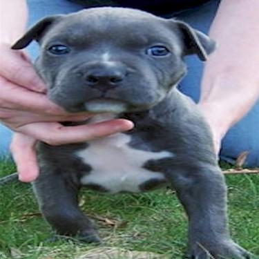 Pitts-Walkers Blue Ice Pit Bull.jpg